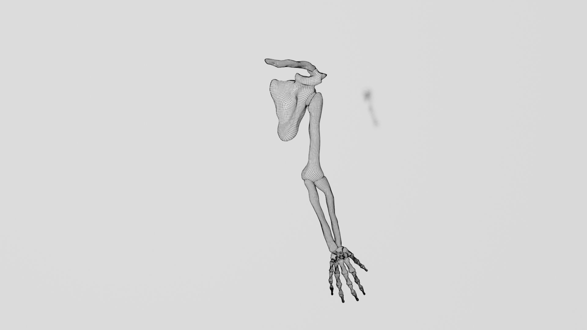 Skeletal arm 3D model_10