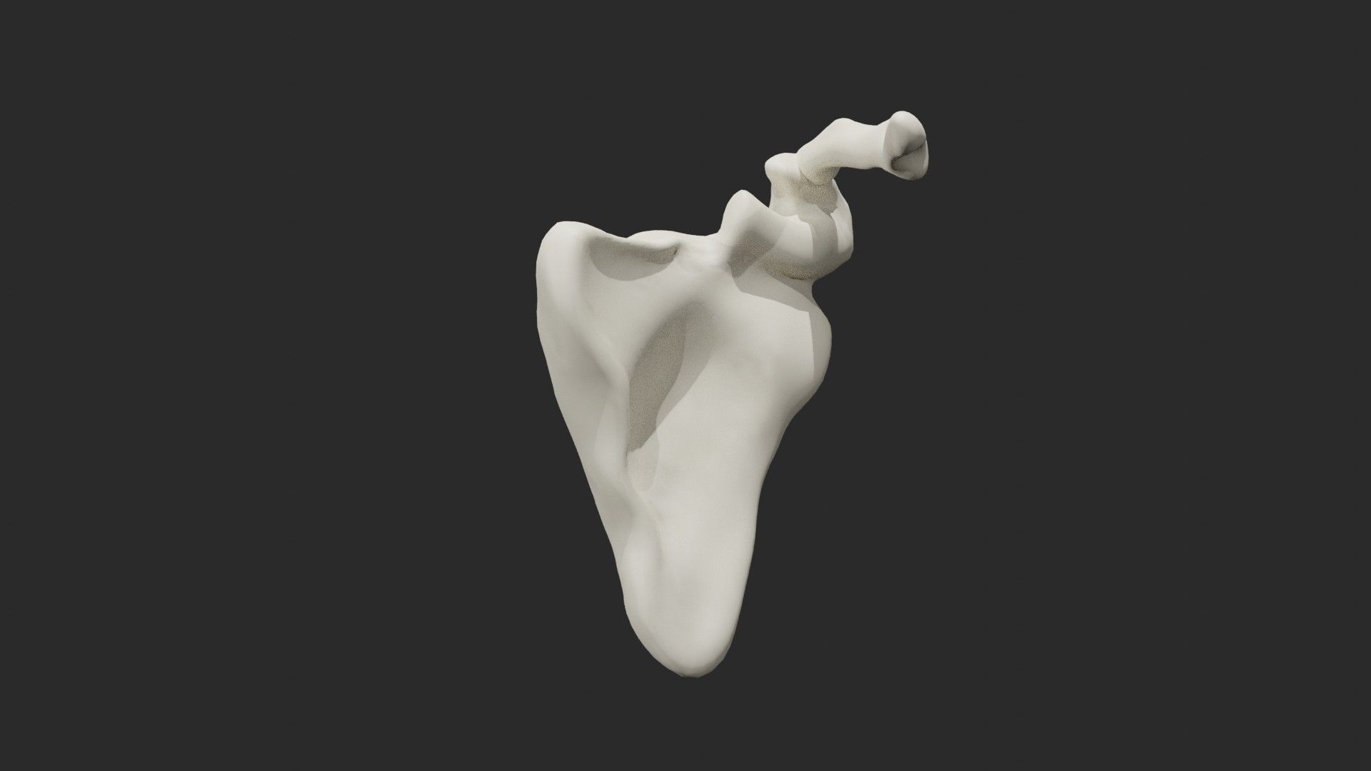 Clavicle collar bone 3D model_2
