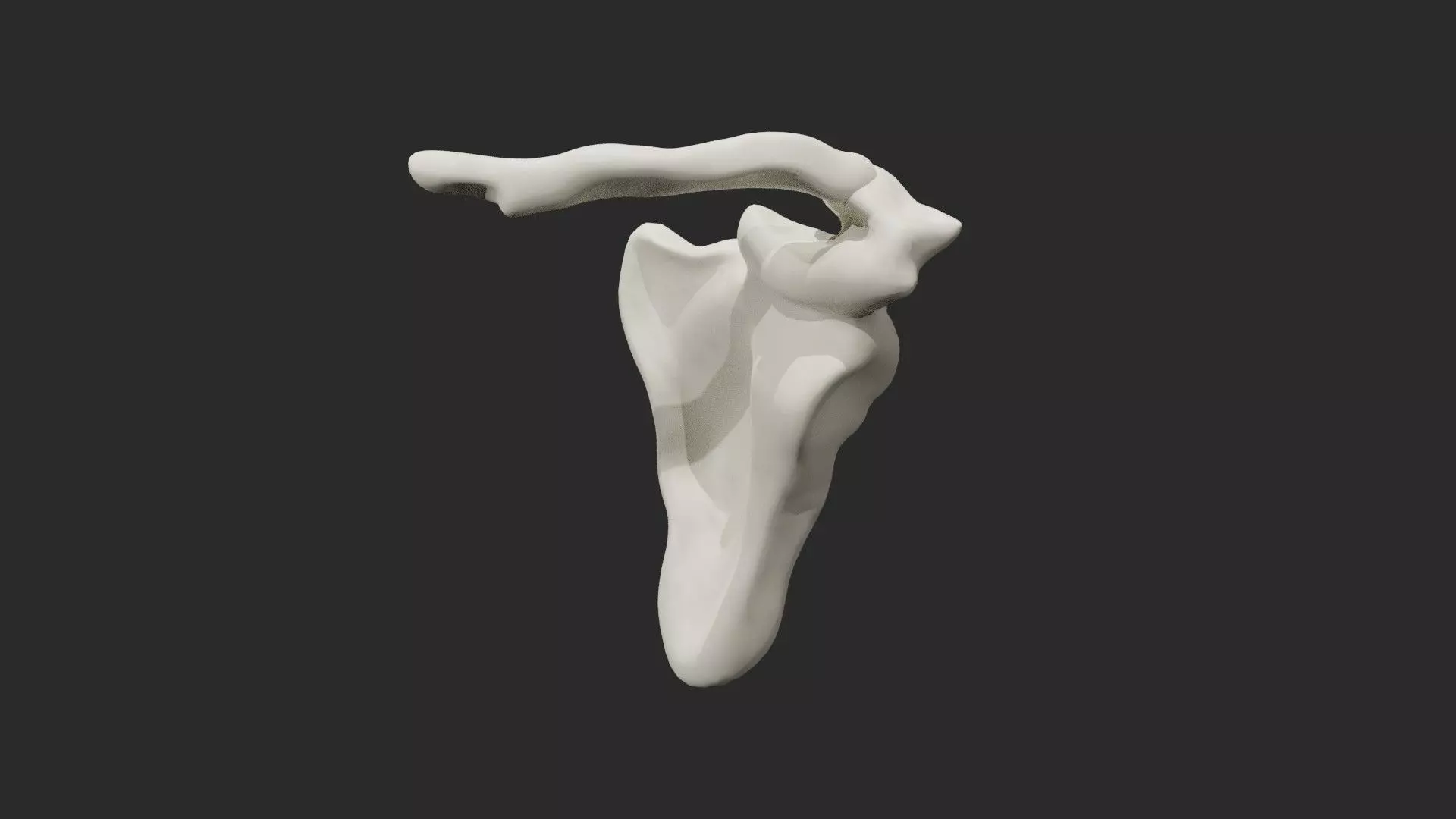 Clavicle collar bone 3D model_0