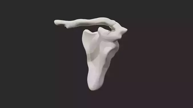 Clavicle collar bone