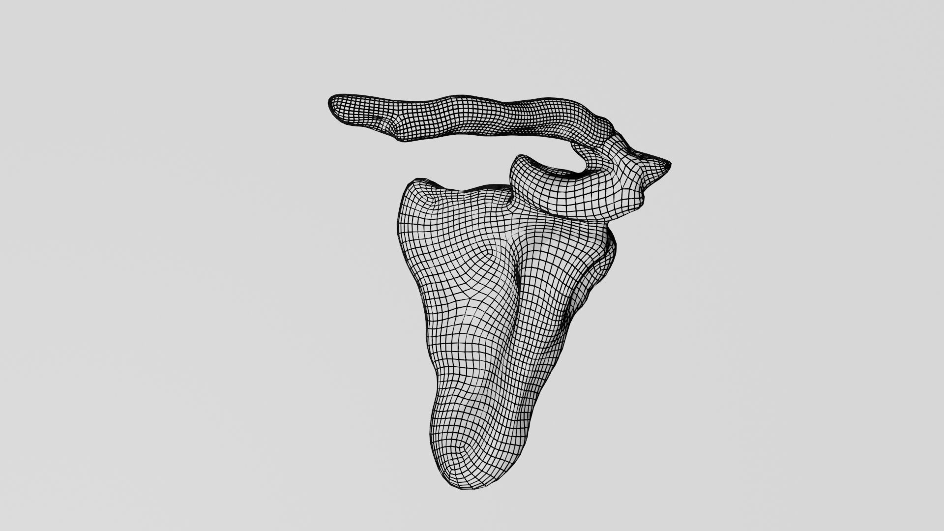 Clavicle collar bone 3D model_7