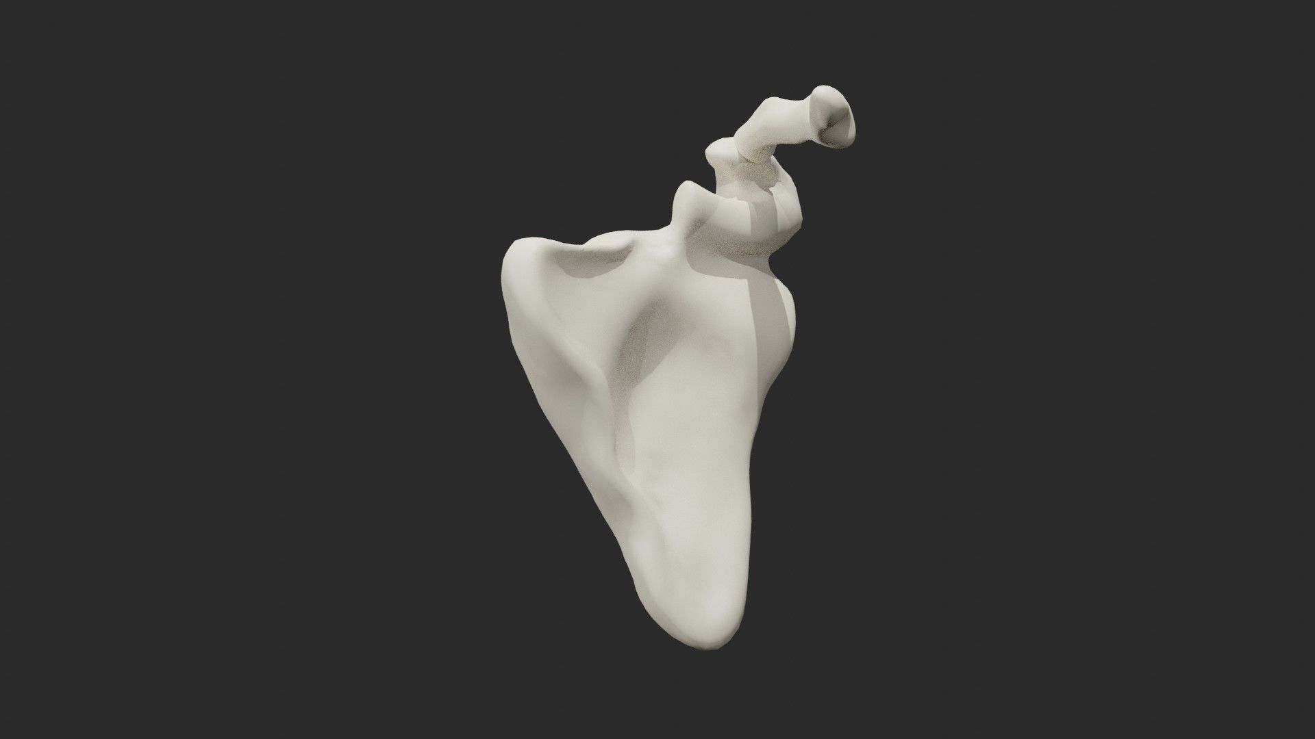 Clavicle collar bone 3D model_4