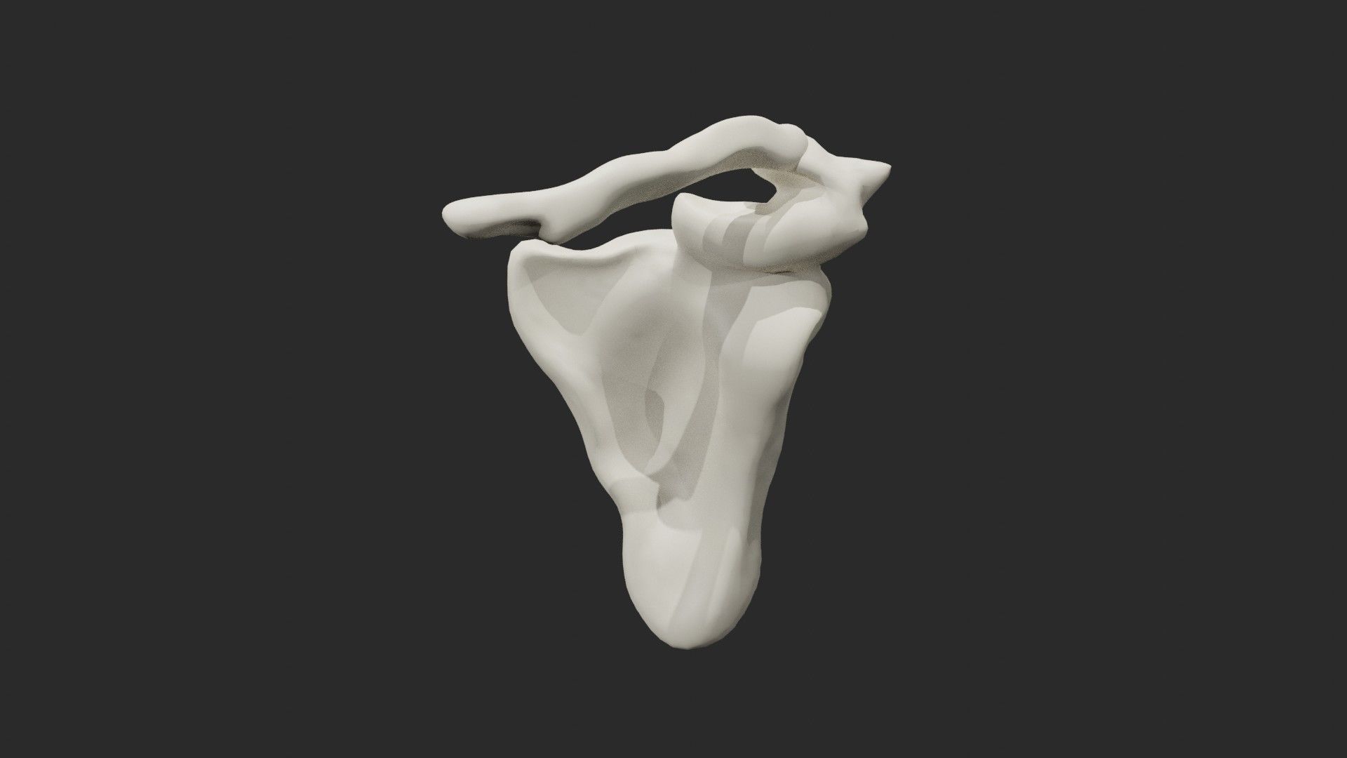 Clavicle collar bone 3D model_1