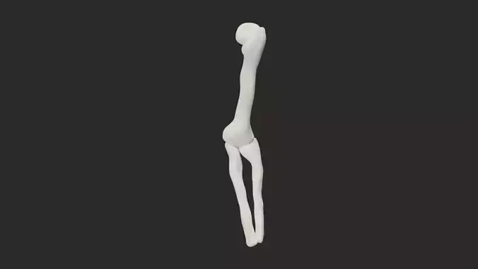 Humerus leg 3D model