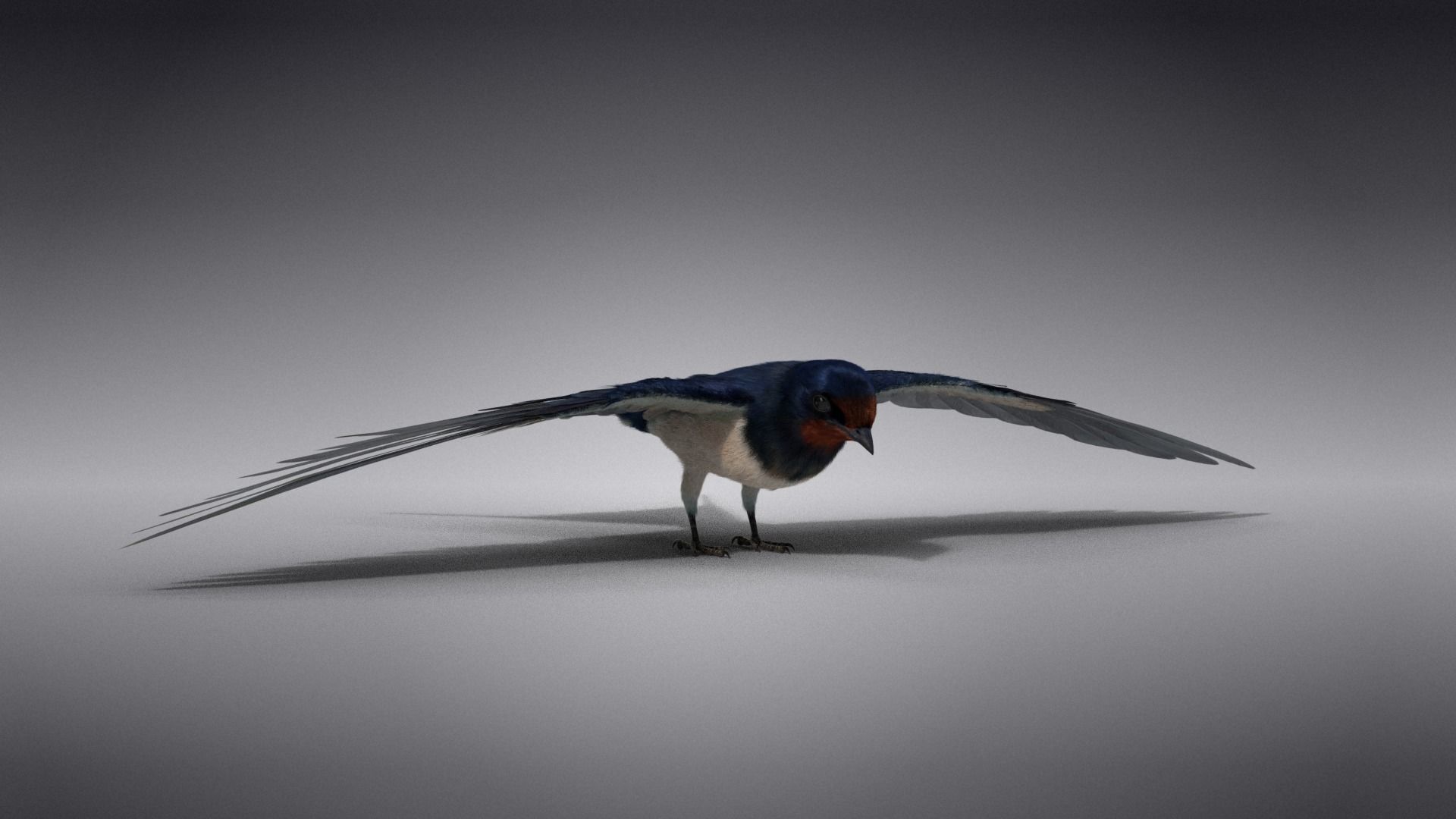 Barn Swallow Animated VFX Grace 3D model_13