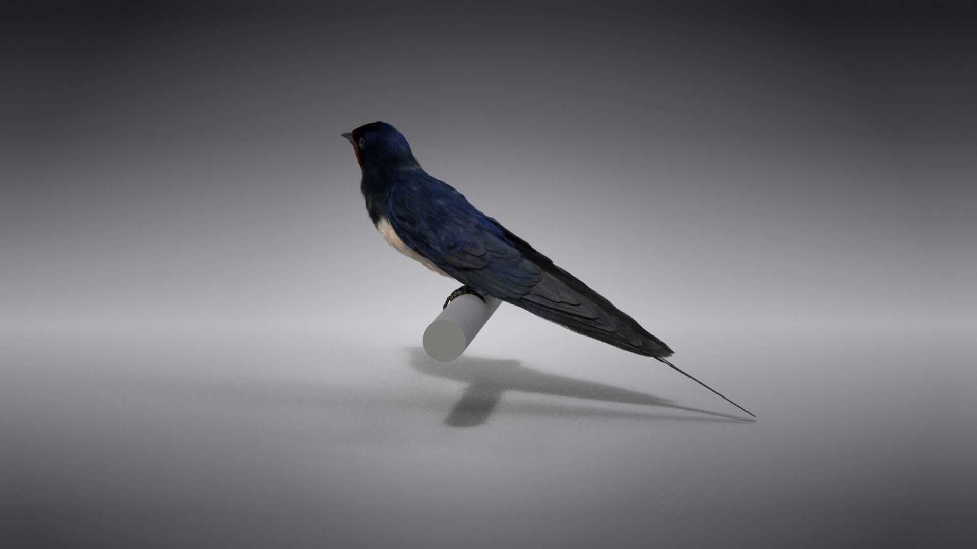Barn Swallow Animated VFX Grace 3D model_9