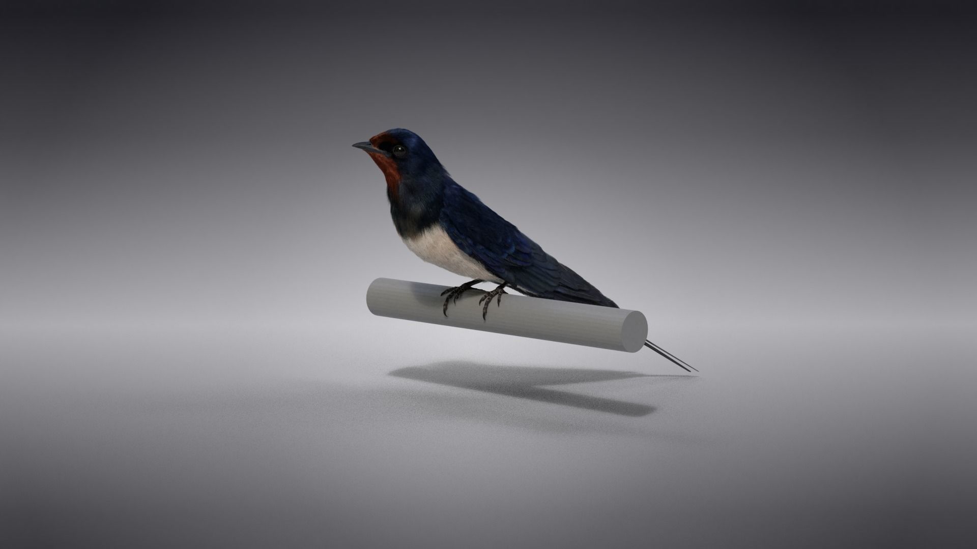 Barn Swallow Animated VFX Grace 3D model_7