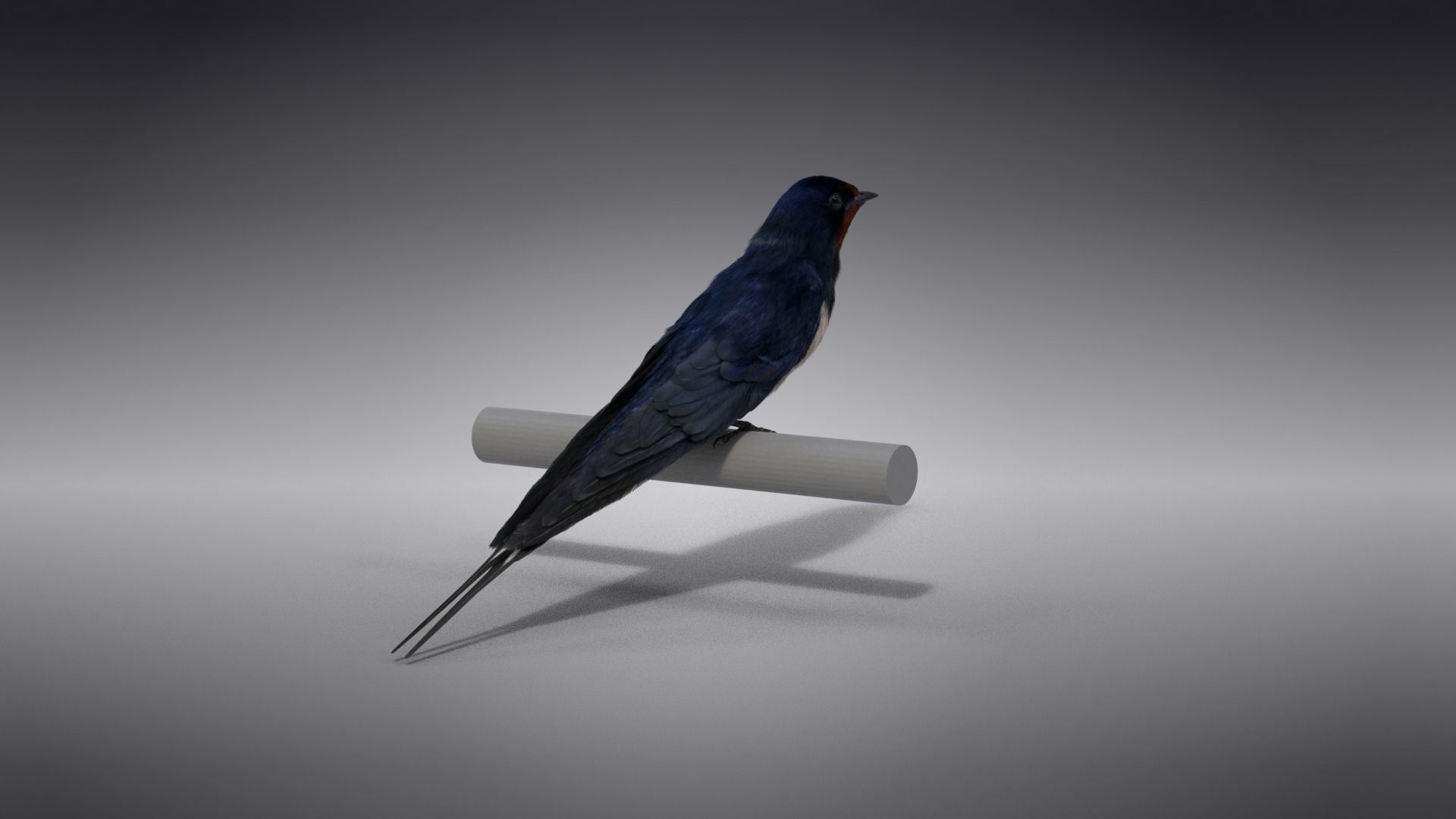 Barn Swallow Animated VFX Grace 3D model_8