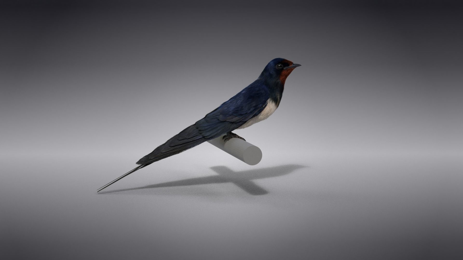 Barn Swallow Animated VFX Grace 3D model_6