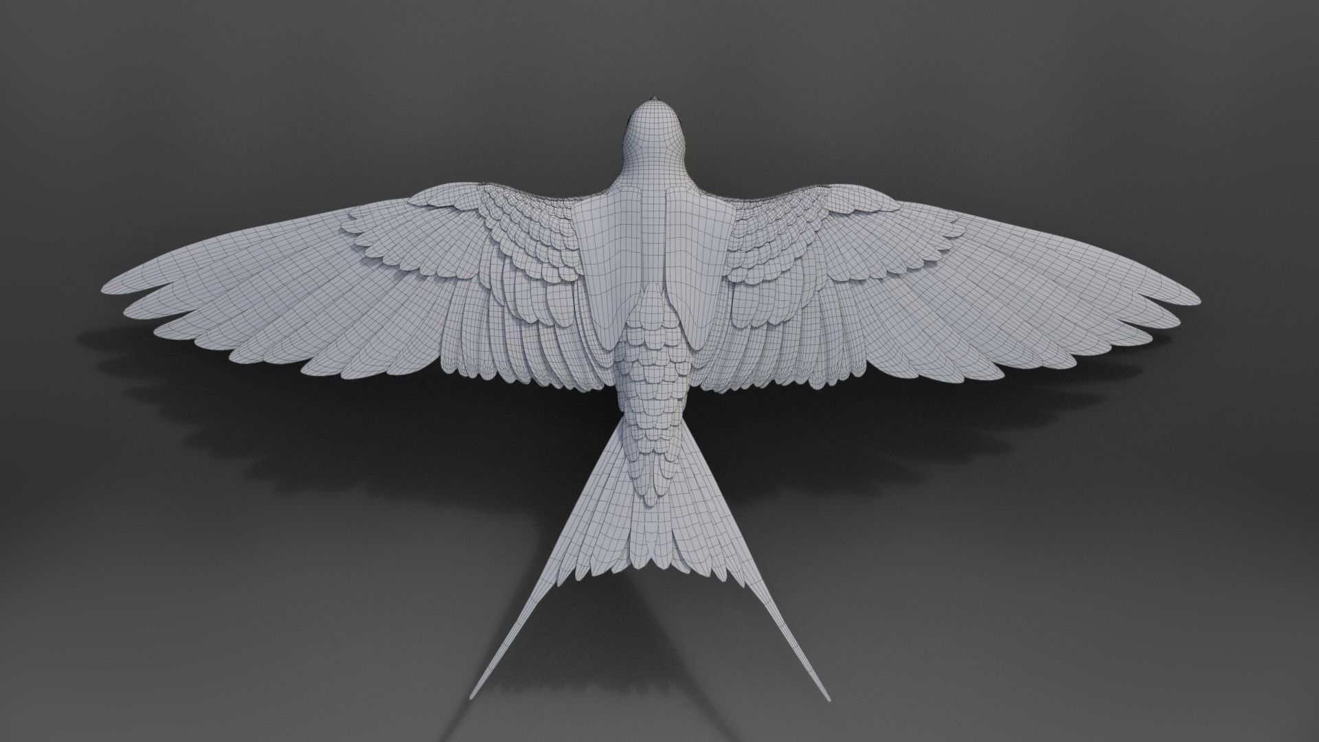 Barn Swallow Animated VFX Grace 3D model_21