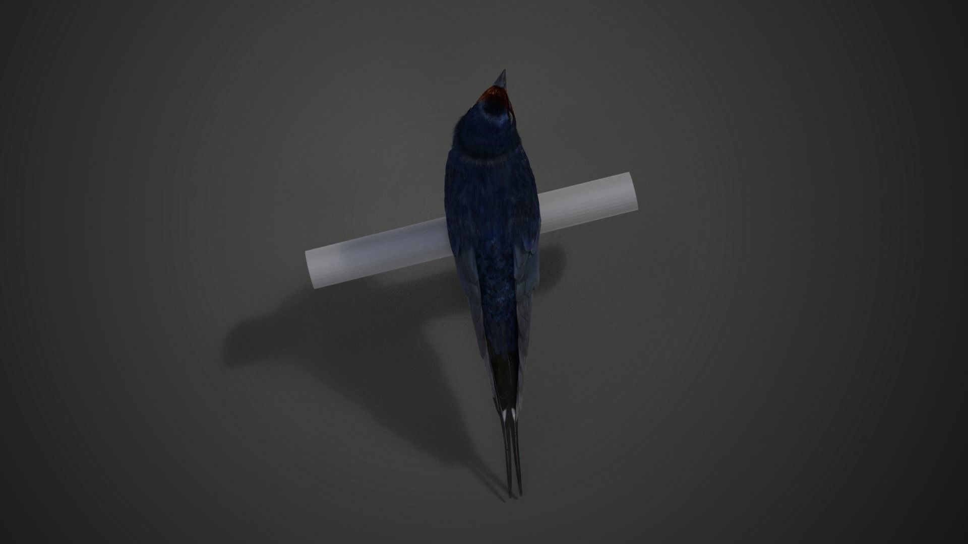 Barn Swallow Animated VFX Grace 3D model_12