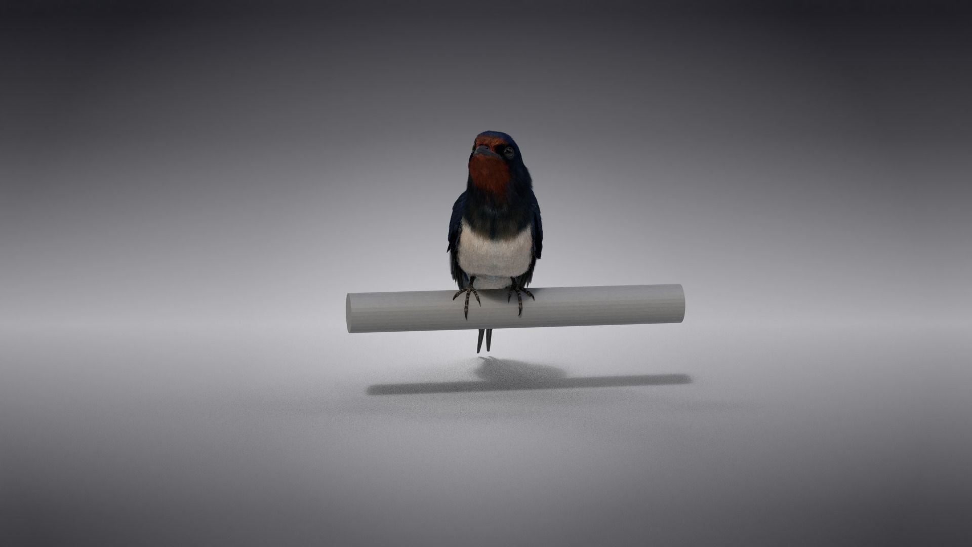 Barn Swallow Animated VFX Grace 3D model_11