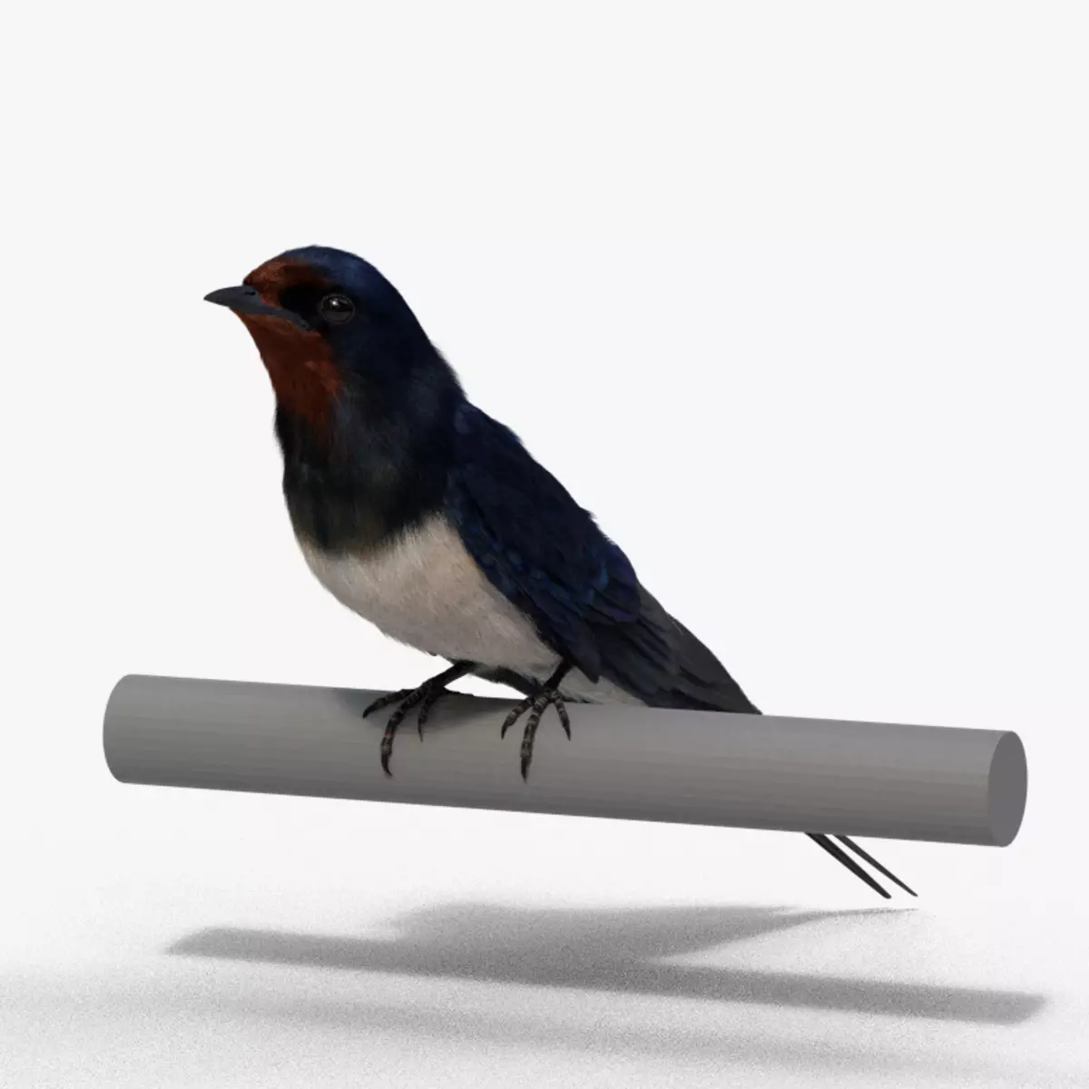 Barn Swallow Animated VFX Grace 3D model_0