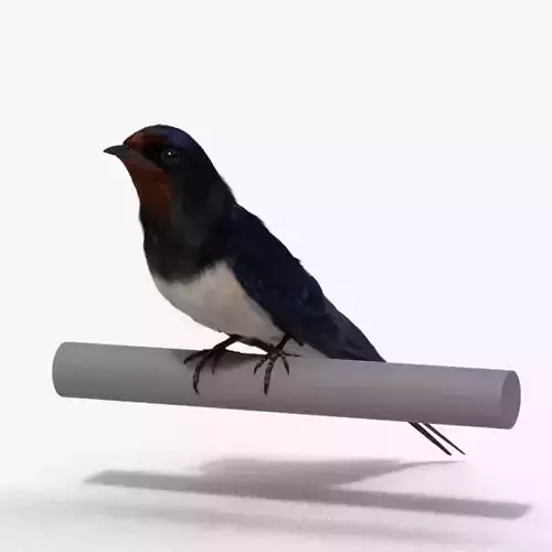 Barn Swallow Animated VFX Grace 3D model