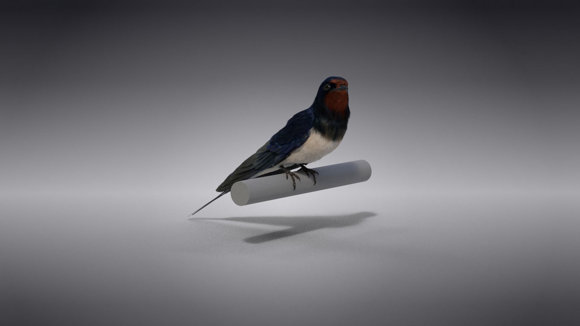 Barn Swallow Animated VFX Grace 3D model_10