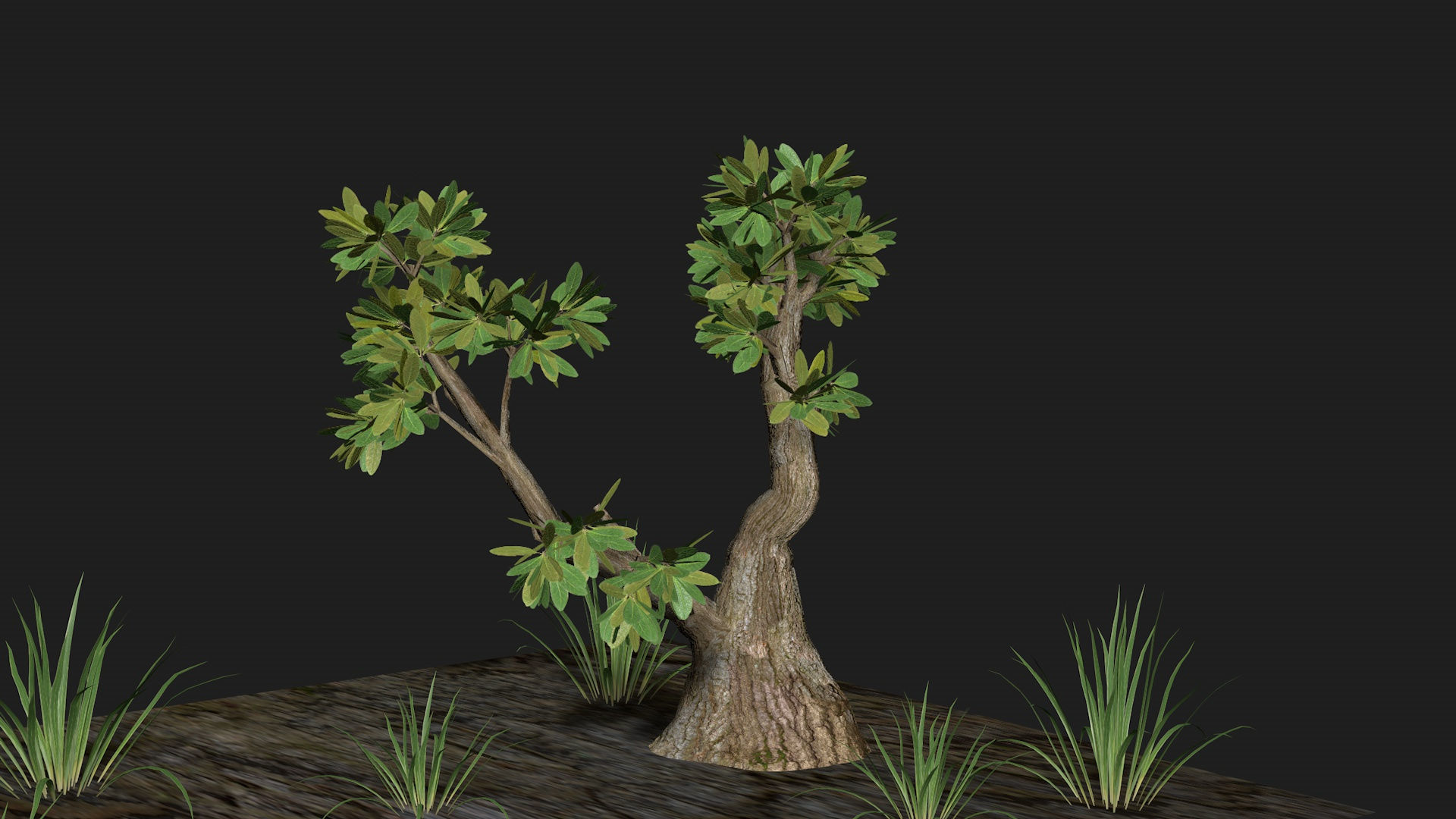 Five trees set R4 3D model_5