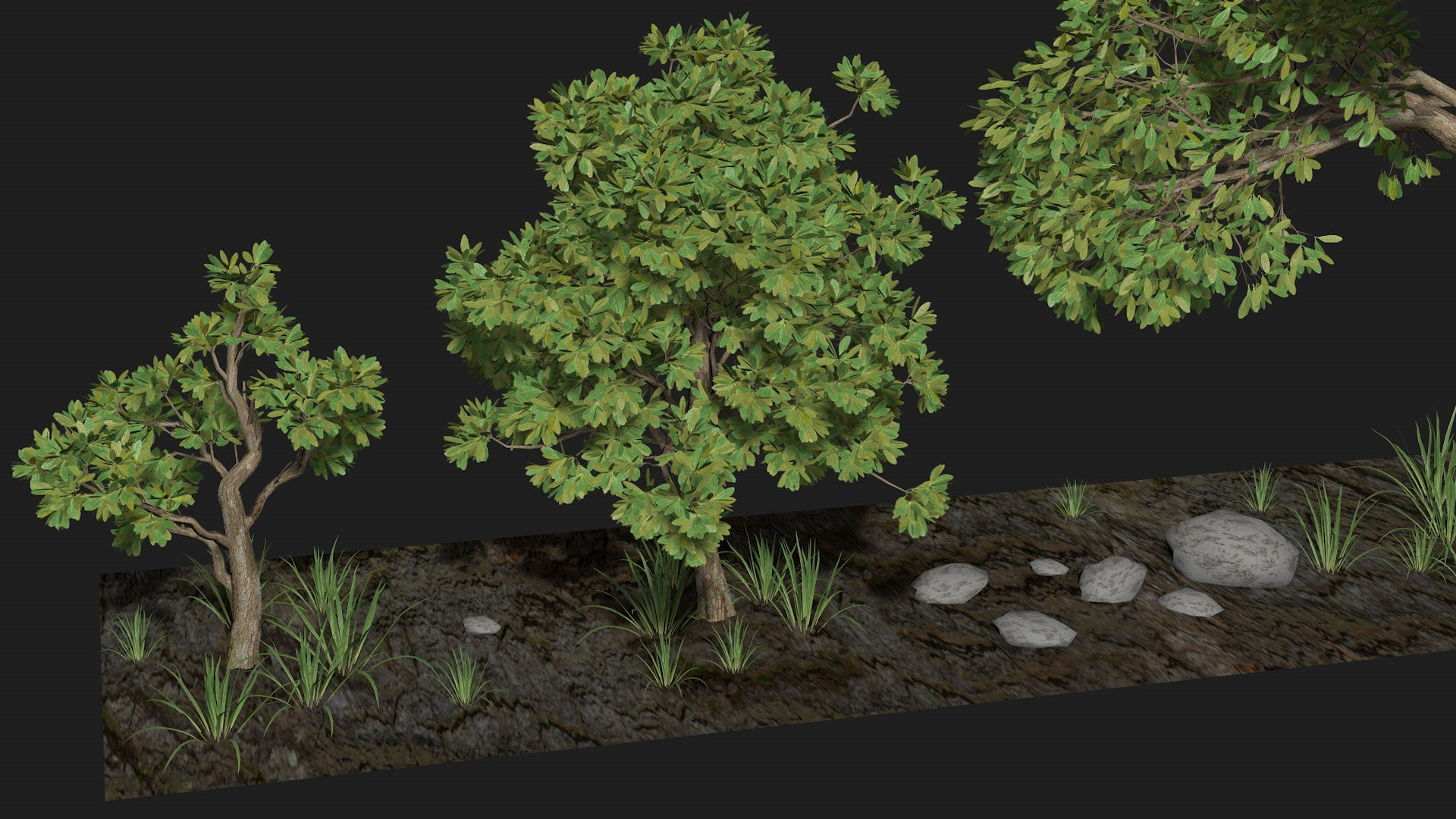 Five trees set R4 3D model_4