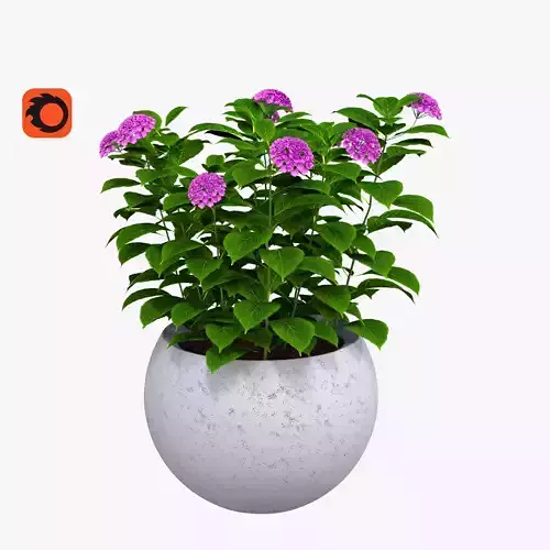 Hydrangea in a pot