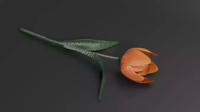 Tulip universal plant Tulips flower garden Red Orange Open