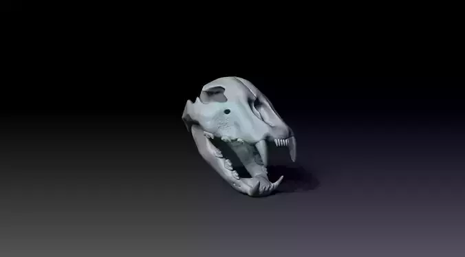 Cheetah Skull 