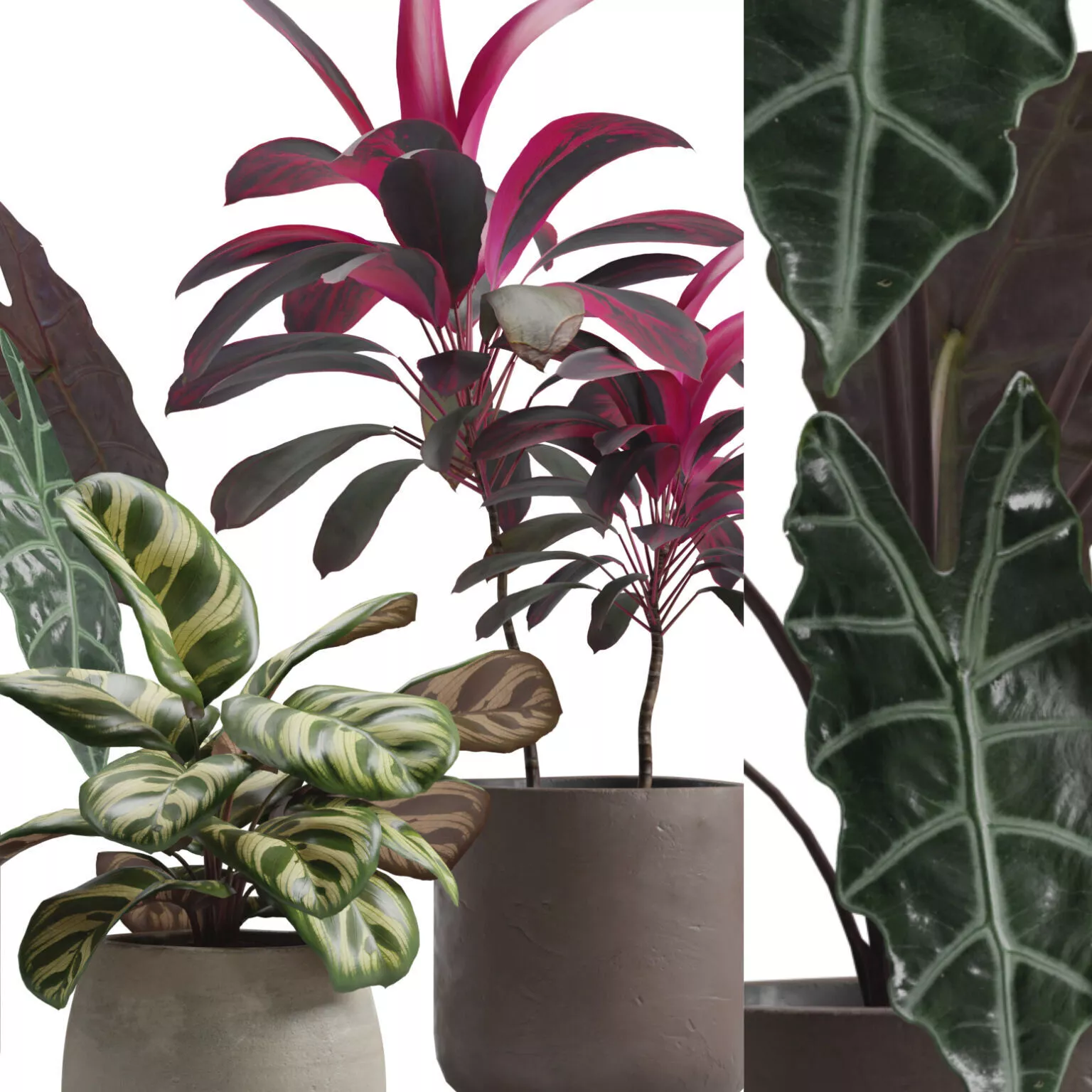 Indoor Plants Pack 14 3D model