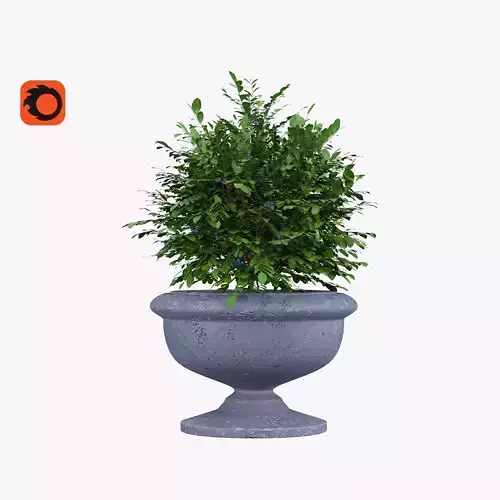 Blueberry in the flowerpot