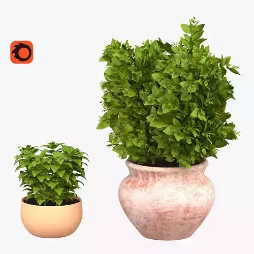 Basil in the ceramic pots