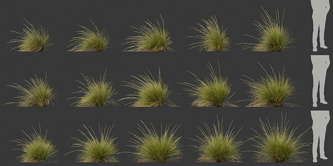 Festuca Mairei - 15 plants 3D model
