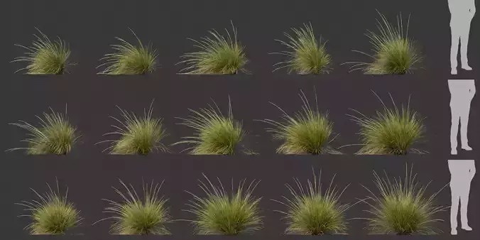 Festuca Mairei - 15 plants 3D model