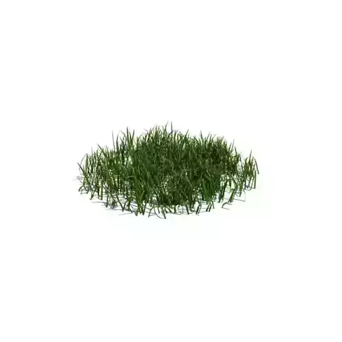 Patch Of Green Grass 3D model