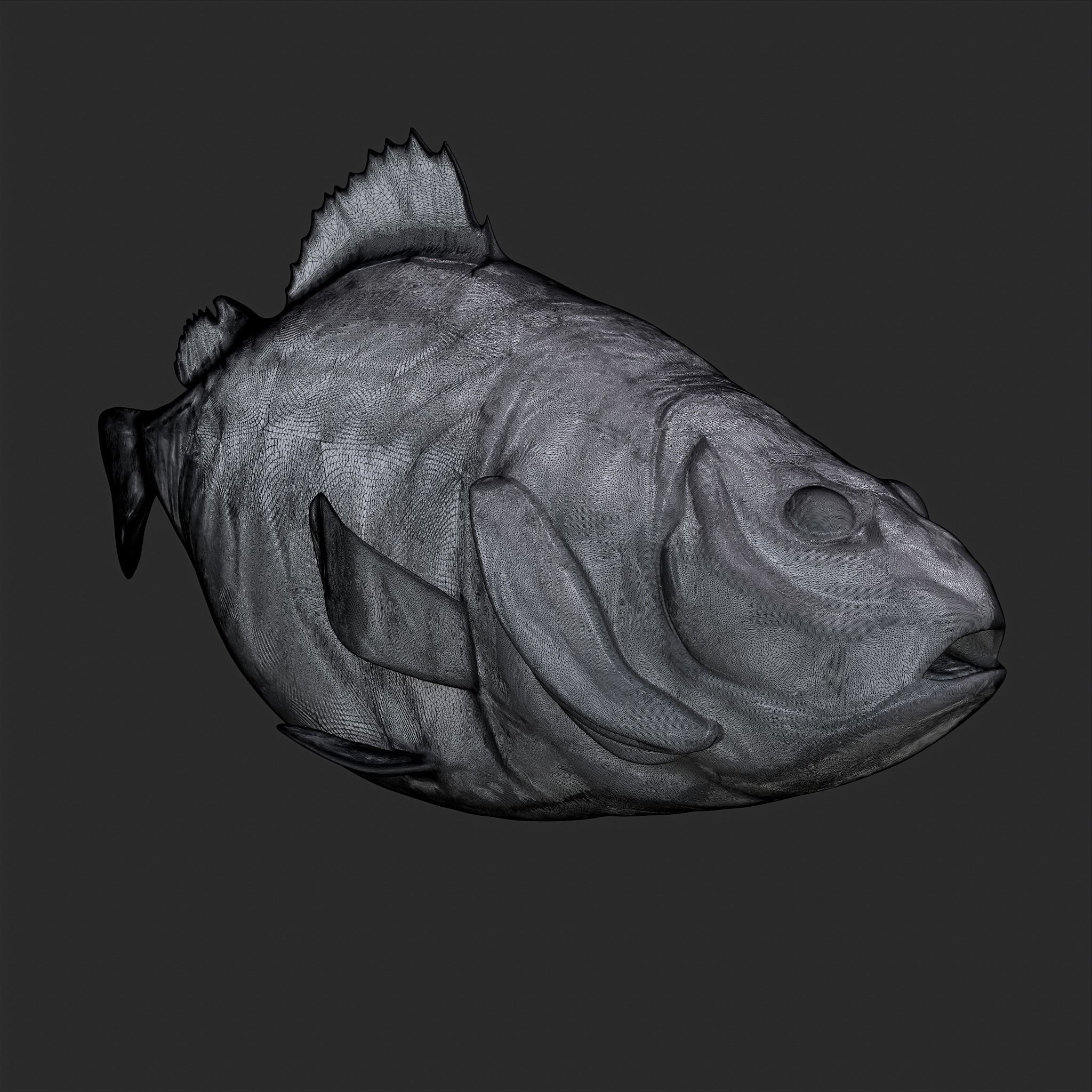 Perch 3D Print fish 3D print model_4