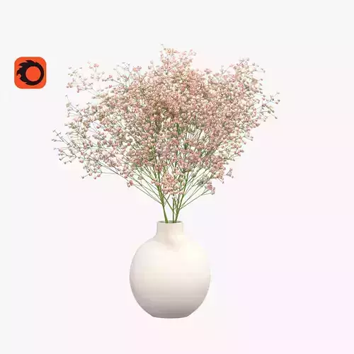Perennial gypsophila