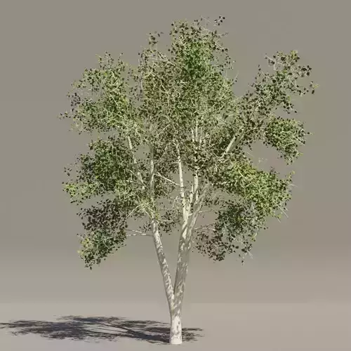 Realistic tree aspen