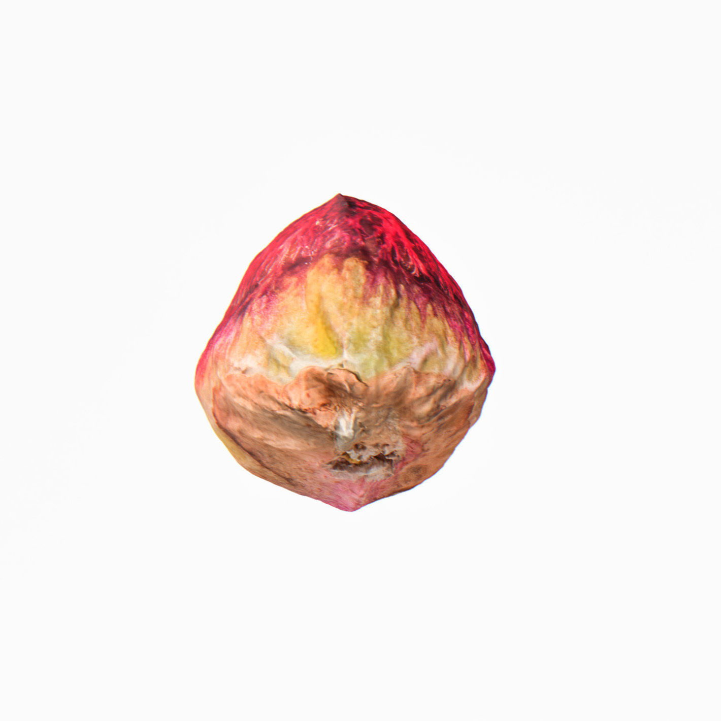 Pistachio 3D model_5