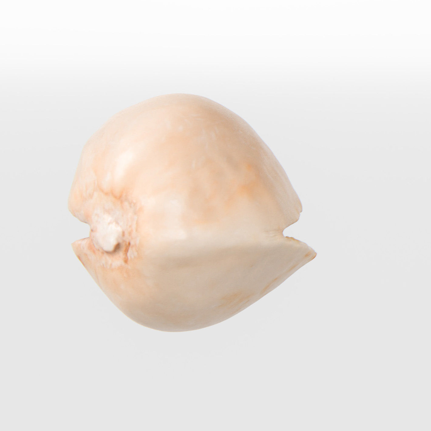 Pistachio 3D model_12