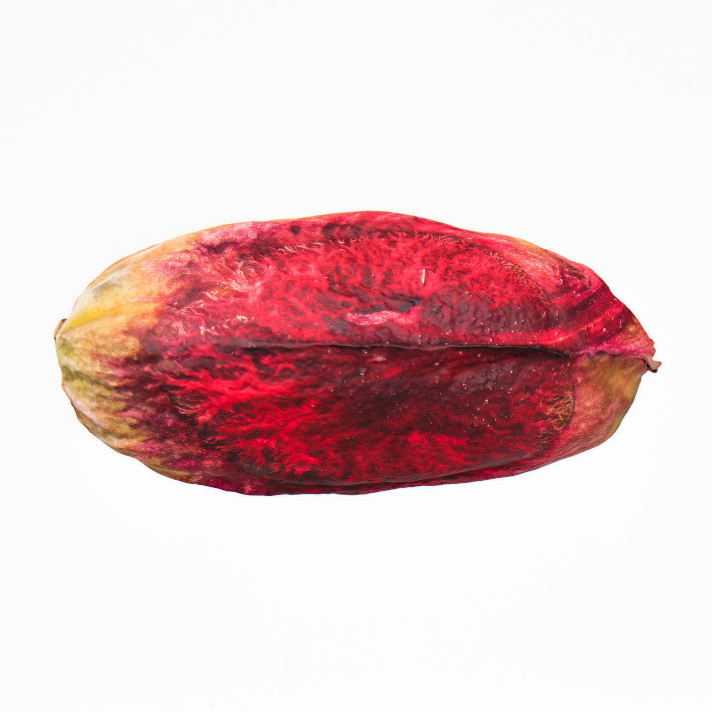 Pistachio 3D model_6