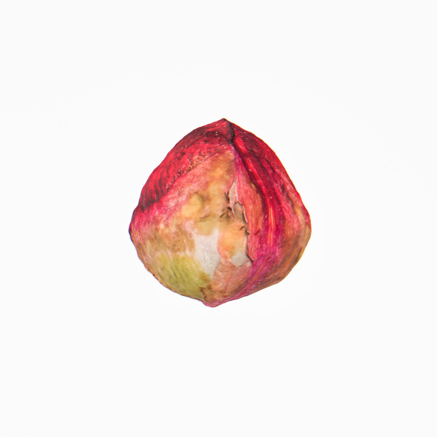 Pistachio 3D model_8