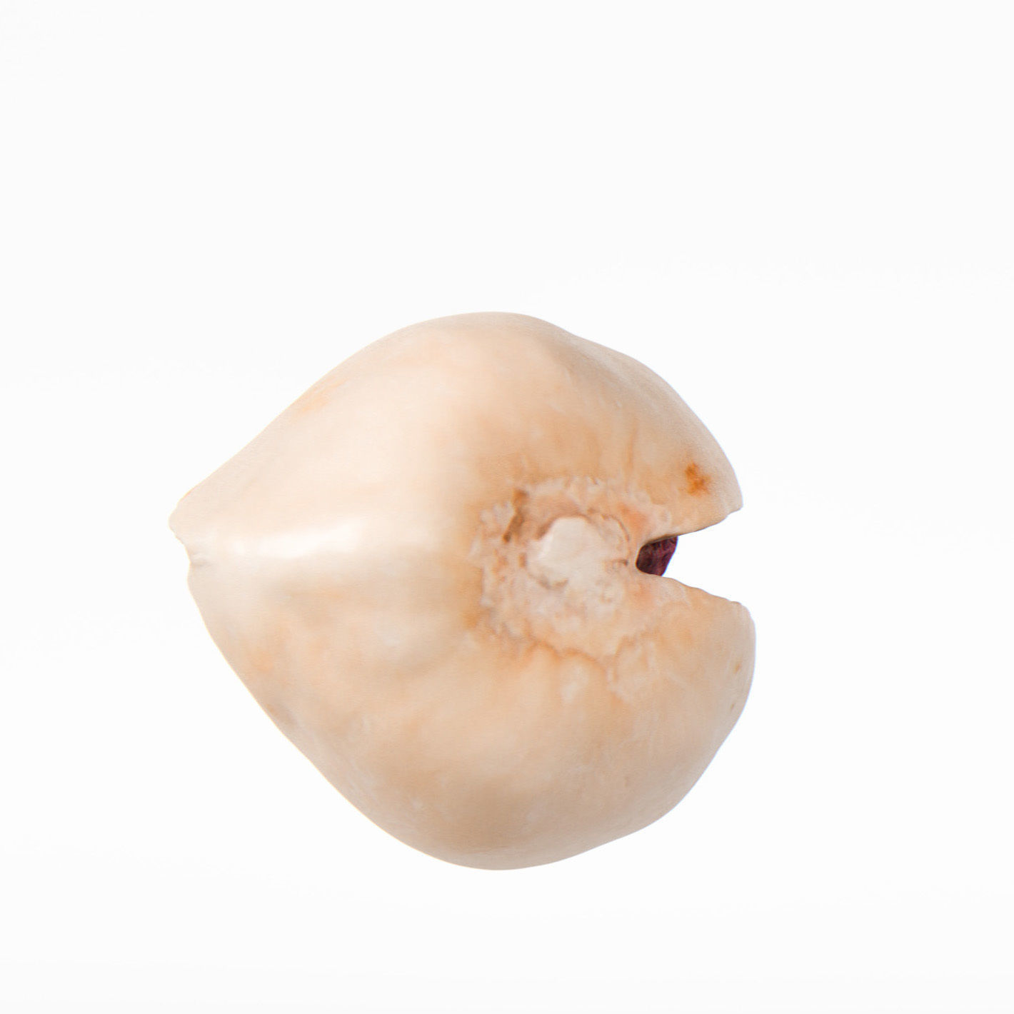 Pistachio 3D model_13
