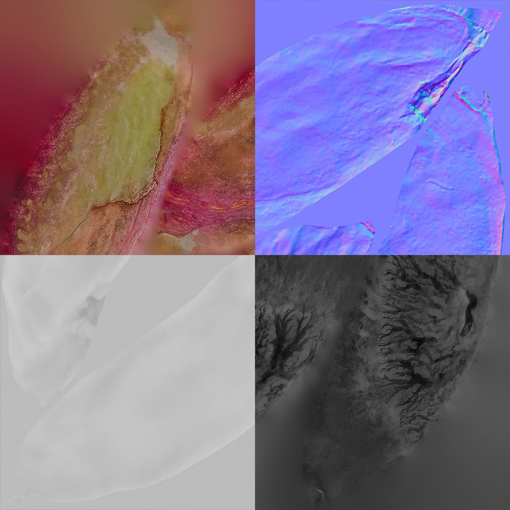 Pistachio 3D model_20