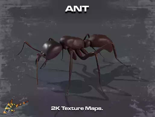 Common Ant 