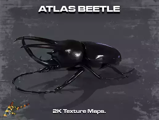 Atlas Beetle