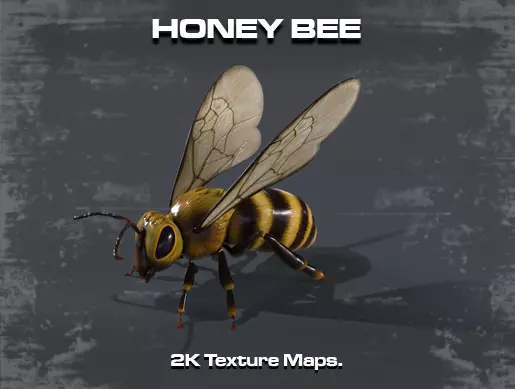 Honey Bee Low-poly 3D model_0