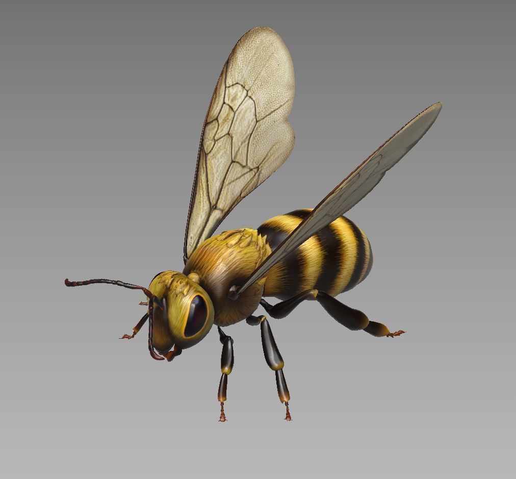 Honey Bee Low-poly 3D model_5
