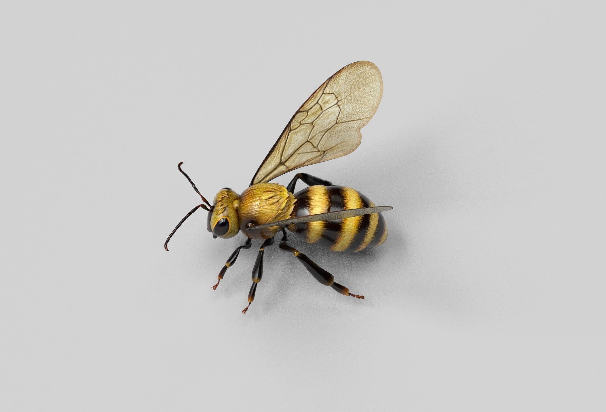 Honey Bee Low-poly 3D model_4