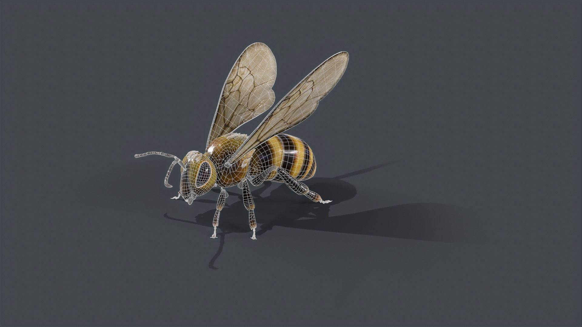 Honey Bee Low-poly 3D model_7