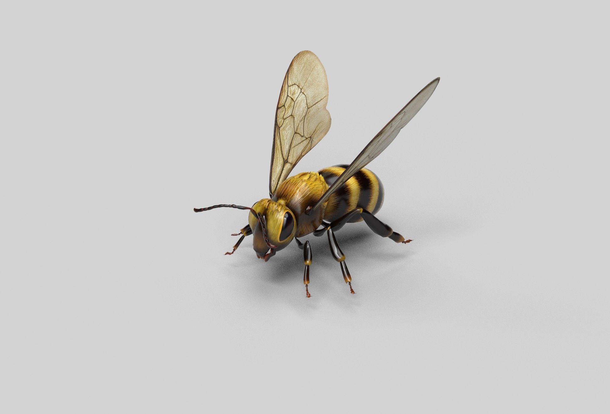 Honey Bee Low-poly 3D model_2