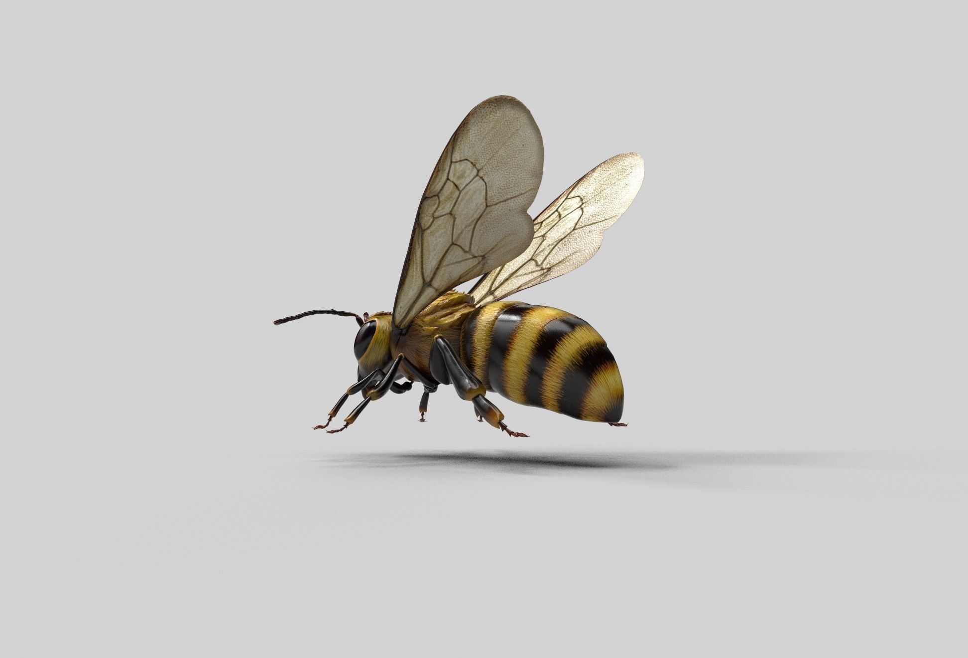 Honey Bee Low-poly 3D model_3