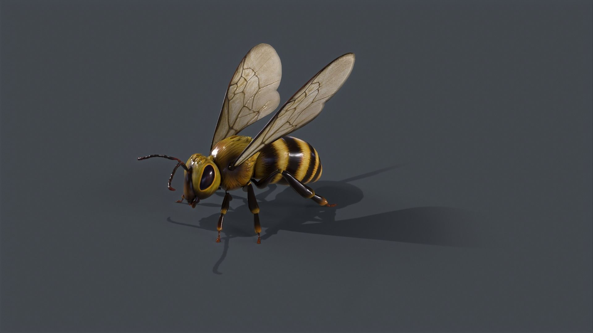 Honey Bee Low-poly 3D model_6