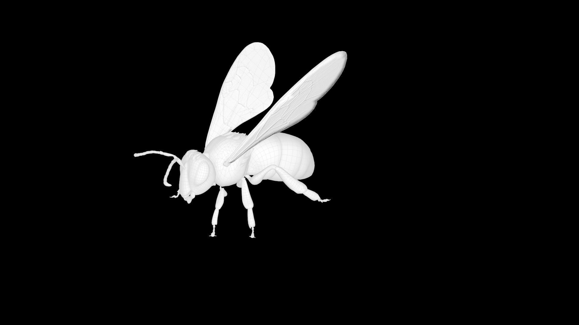 Honey Bee Low-poly 3D model_8
