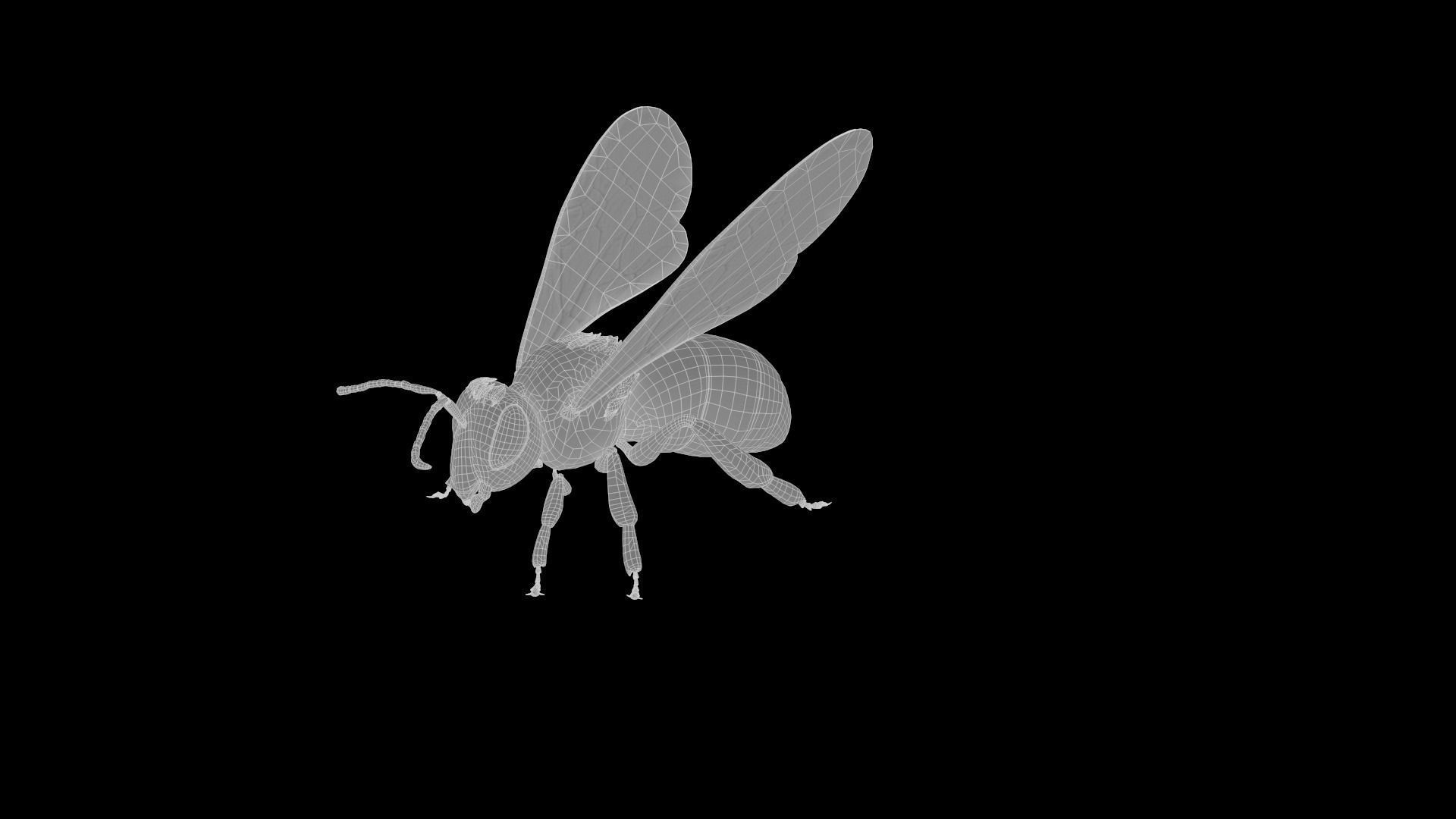 Honey Bee Low-poly 3D model_9